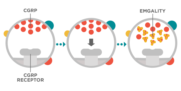 Image of CGRP and CGRP receptor